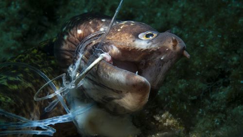 Nominés pour le photographe de conservation de l'année