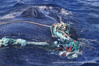 Entangled humpback whale with calf saved off Hawaii