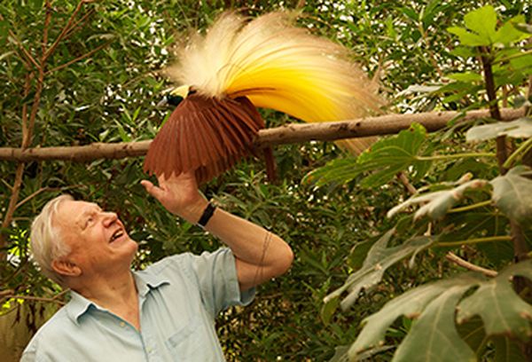 David Attenborough's Birds Of Paradise