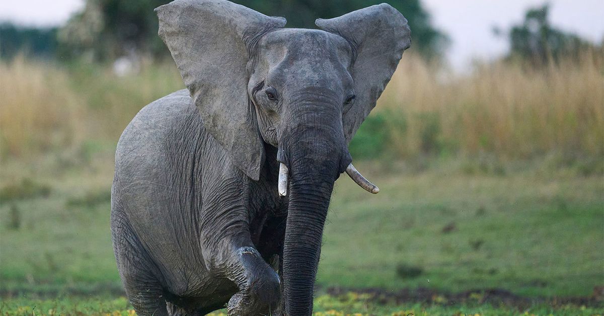 Elephant kills two female tourists from the UK and New Zealand