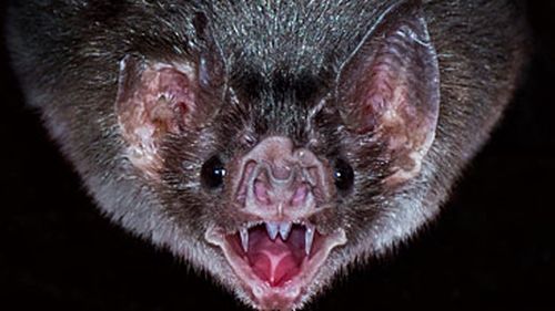 Common vampire bat (Getty)