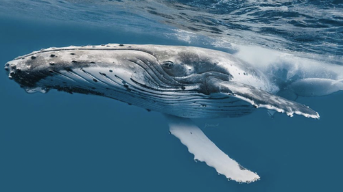Humpback whales are naturally drawn to the nets, which have been placed along their migratory 'highway'. 