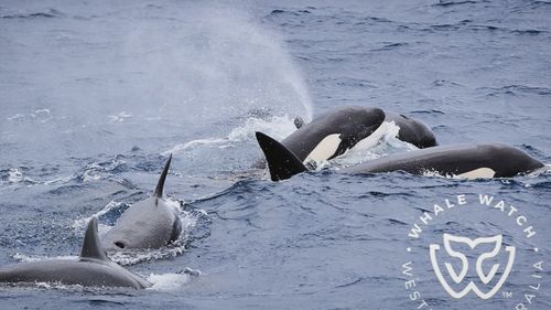 Footage captures a rare moment when a pod of killer whales appeared to help an injured humpback whale. 