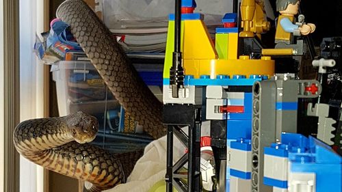 The 1.7m snake was nestled among toys inside a Gold Coast home. (Supplied)