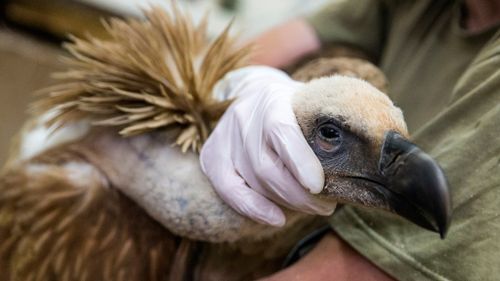 The vulture is currently recovering in the Veterinarian Hospital of Ramat Gan Zoo Safari near Tel Aviv. (AFP)