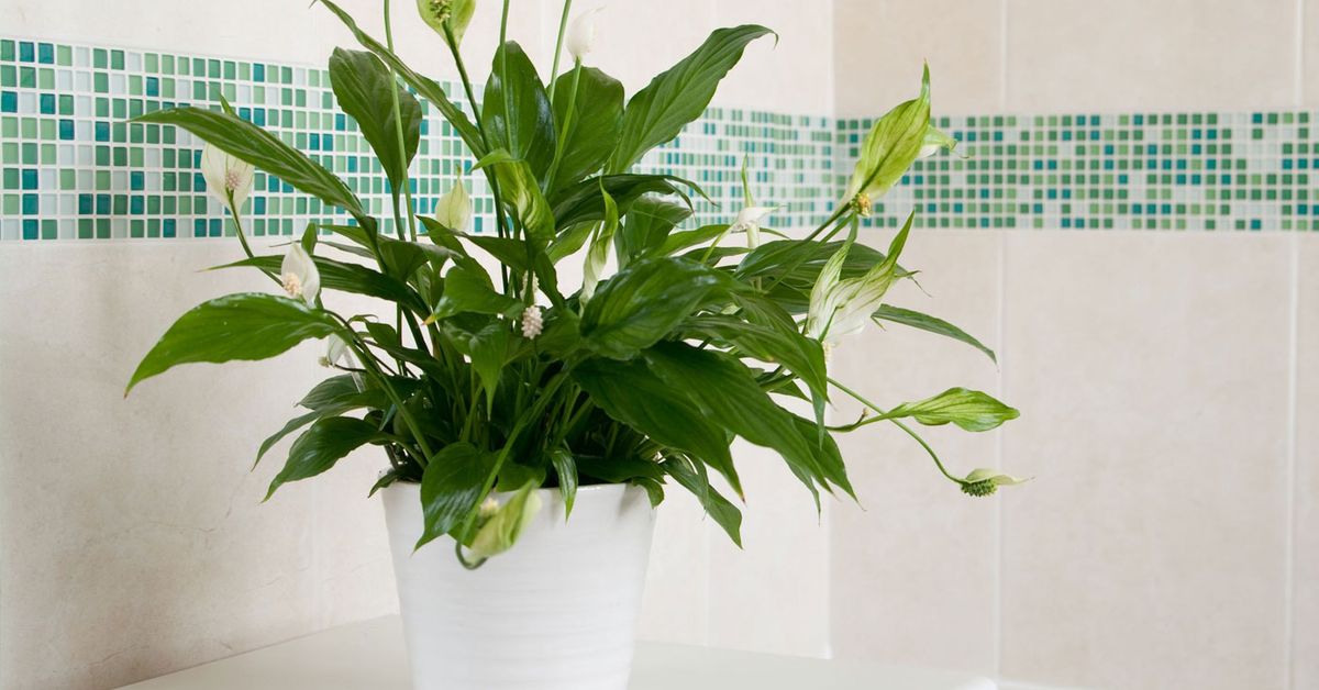 How to get rid of gnats from houseplants: Melbourne man shares simple hack  using three products