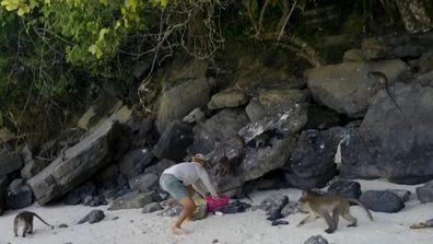 Aussie family terrifying run-in with monkeys on Thailand beach.