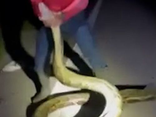 A group of hunters captured the longest burmese python ever documented in Florida, measuring 5.7m long.It tops the 2020 record of 5.48m.