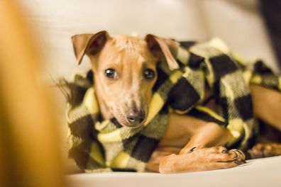 Italian greyhound wrapped in a blanket