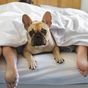 Surprising number of Aussies letting pets sleep in their bed