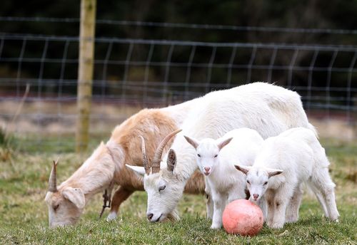 Goat Daisy with her twin geep offspring. (AAP)