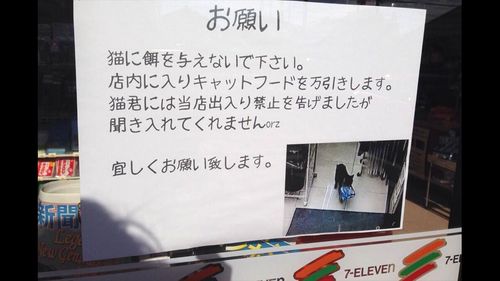 Japan on the lookout for shoplifting cat