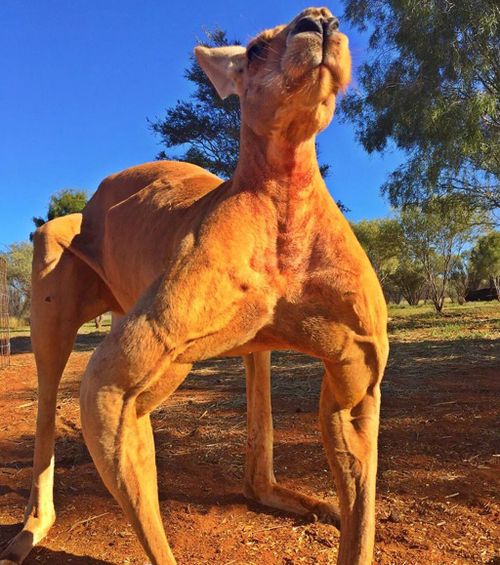 Ripped roo Roger. (The Kangaroo Sanctuary/ Facebook)