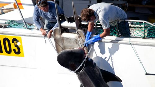 A tiger shark is slaughted off the coast of Western Australia. (AAP)