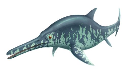 Ichthyosaurs, now extinct, were dolphin-like marine reptiles that were a dominant predator of Australia's inland sea during the early Cretaceous period more than 100 million years ago.