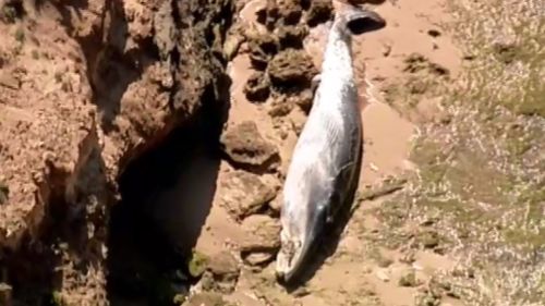 The whale has washed up on Jubilee Point. (9NEWS)