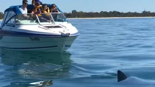 A boat tracks the injured shark as it swims in the shallows off McCrae.