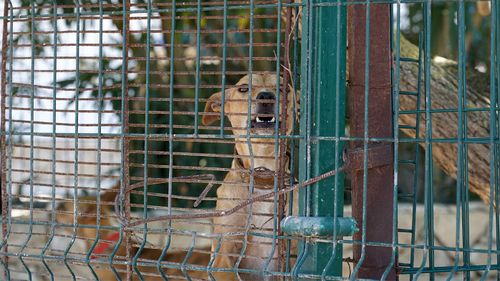 There were more than 4000 dog attacks across NSW in the last year.