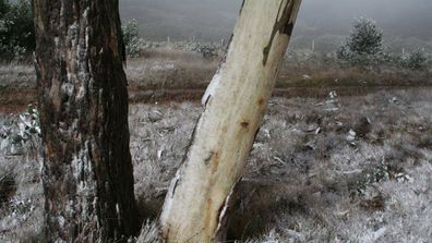 Cold snap brings early snow to NSW (Gallery)