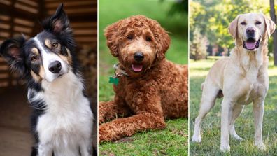 Australia&#x27;s favourite dog breeds