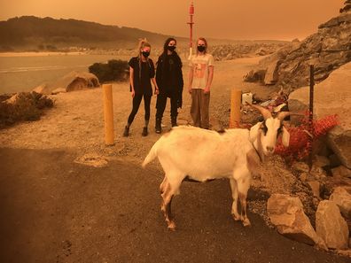 Emerald Adams, Katarzyna Krilov and Lachlan Reilly are seen with their goat Hansel in Narooma, NSW, Saturday, January 4, 2020. They have evacuated Central Tilba because of the fire danger forecast on Saturday. (AAP Image/Dominica Sanda)