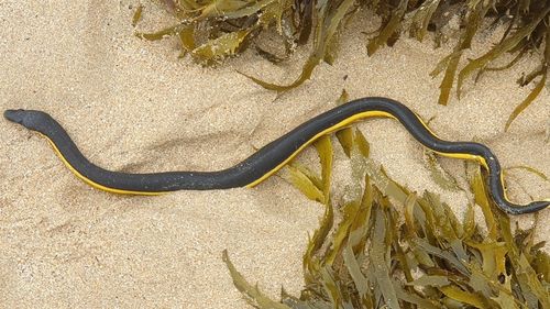 The smaller yellow-bellied sea snake was 'quite active' and only had a tail injury. It went into care to be later released back into the ocean.