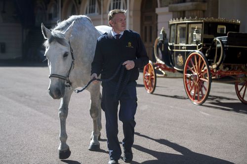 Philip Barnard-Brown at the Buckingham Palace Mews, leads a Windsor Grey, one of the four horses that will pull the carriage at the wedding of Prince Harry and Meghan Markle this month. (AAP)