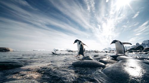 Gentoo penguins head for the water somewhere in the Antarctic.