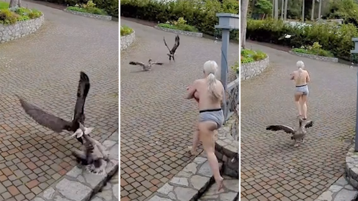 Mum Life: Security video captures mum mid-breastfeed fending off eagle  attacking her pet goose - 9Honey