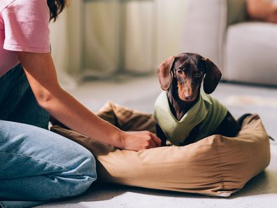 Dachshund on dog bed iStock photo