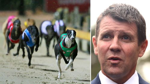 'Win for animals': Greyhound racing ban bill passes in NSW upper house