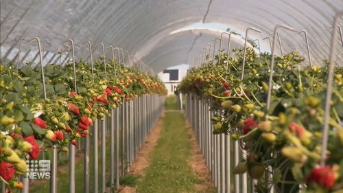 Perth strawberries 