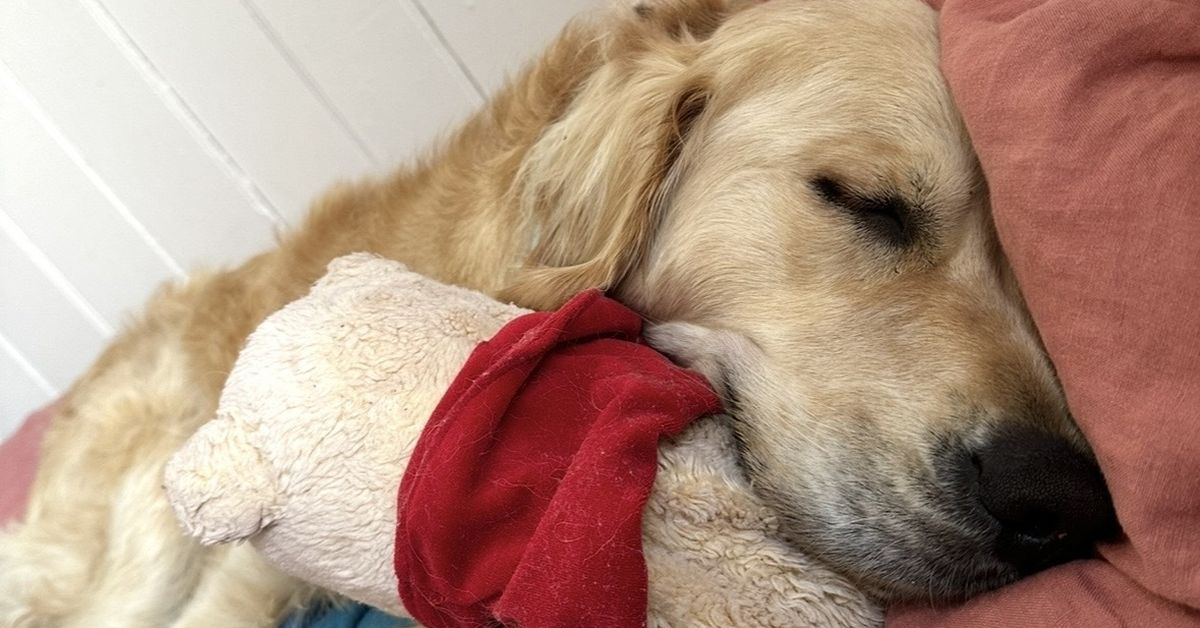 'I'll never look at my dog the same after learning this'
