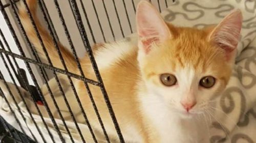 Search underway for kitten stolen from cage at Melbourne vet