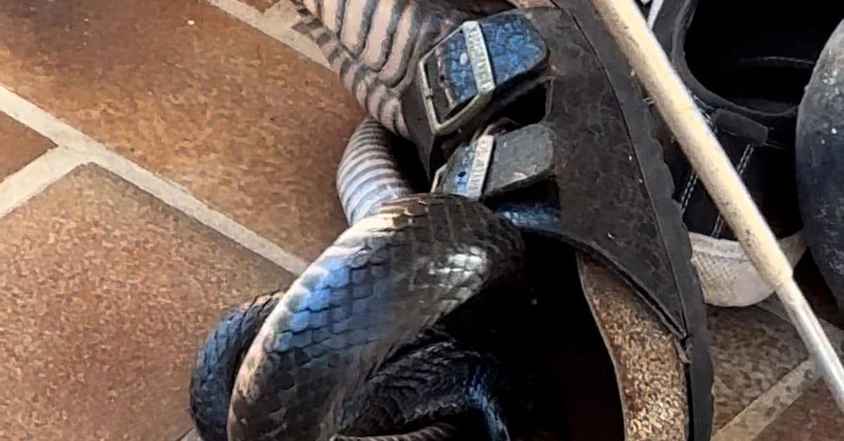Shoes made for slithering? Snake's surprise new home