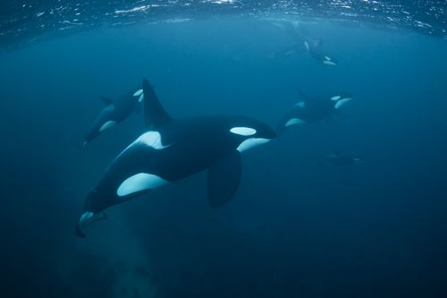 A group of killer whales swimming freely
