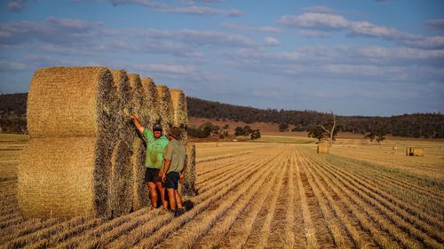 Farmers loads bails of hay onto a truck in a paddock containing a failed wheat crop during drought in NSW.