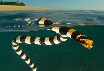 Which of these genera includes a marine species of snake?