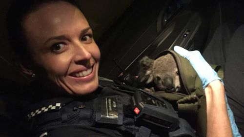 A Queensland police officer cradles the baby koala. (QPS Media)