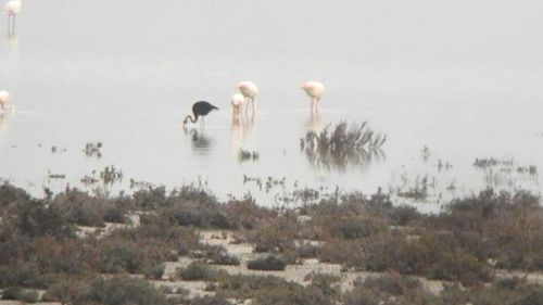 Extremely rare black flamingo spotted near Cyprus military base