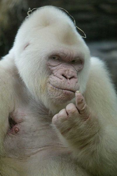 <p>Albino gorilla</p>