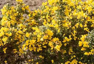Ulex is endemic to what part of the world?