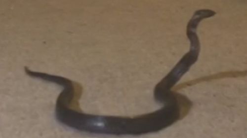 Sydney mum found a snake in her child's bedroom.