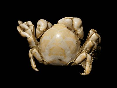 <strong>Pea crabs</strong>