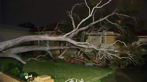 Trees were uprooted across Melbourne as wild winds hit the city, including one in the front yard of a home in St. Albans. (9News)