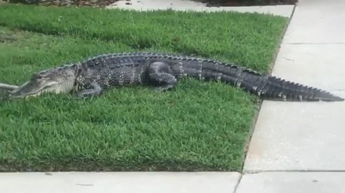 The feisty, tied-up alligator lashed out and head-butted one of the officers. Picture: Supplied