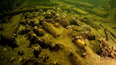 Divers find 100 bottles of 'royal' champagne on 19th-century shipwreck