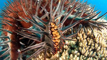 A crown-of-thorns starfish. (AAP)