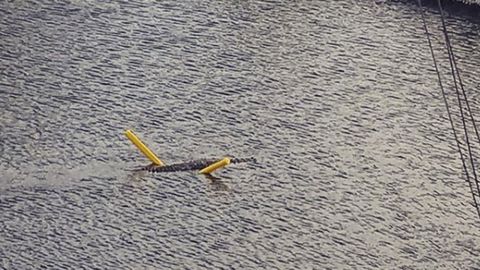 Victor Perez snapped a photo of a crocodile using a pool noodle in a canal in Key Largo, Florida. 