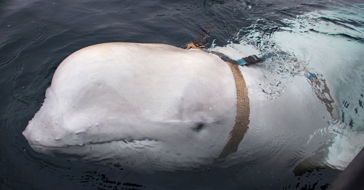 Beluga 'Russian spy whale' appears off coast of Sweden